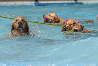 🌊 ATENCION DOG LOVERS - Parque Acuático Aviva Viña del Mar